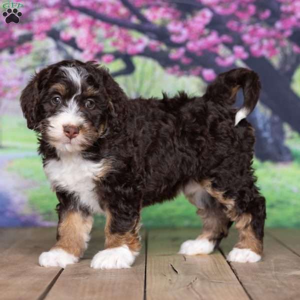 sara, Mini Bernedoodle Puppy